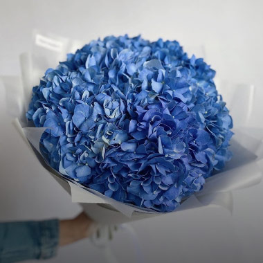 Hydrangea