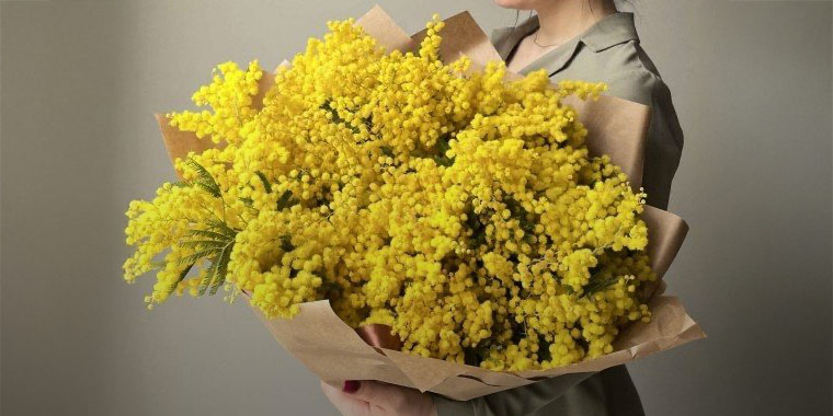 Mimosa
