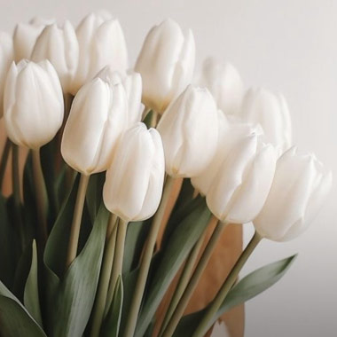 Tulip