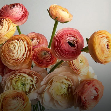 Ranunculus